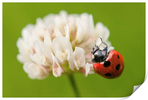 Ladybird on Clover Print by Jeni Harney