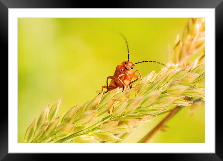 Peepo - a Red Soldier Beetle Framed Mounted Print by Jeni Harney