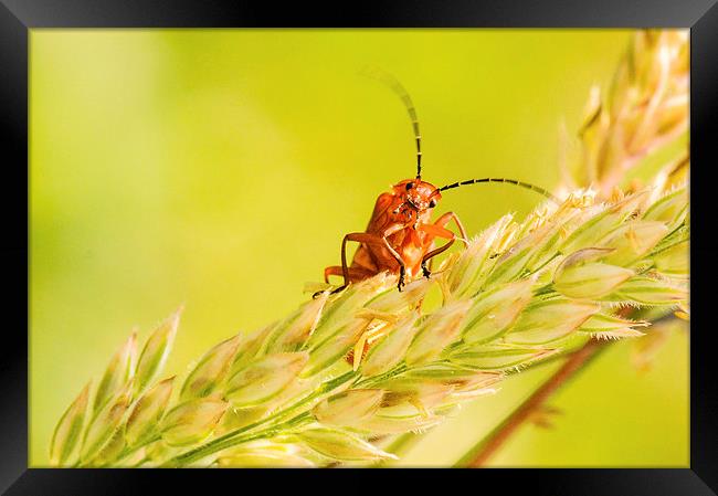Peepo - a Red Soldier Beetle Framed Print by Jeni Harney