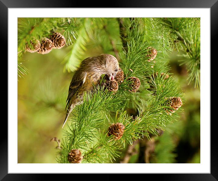 Female Crossbill Framed Mounted Print by Jeni Harney