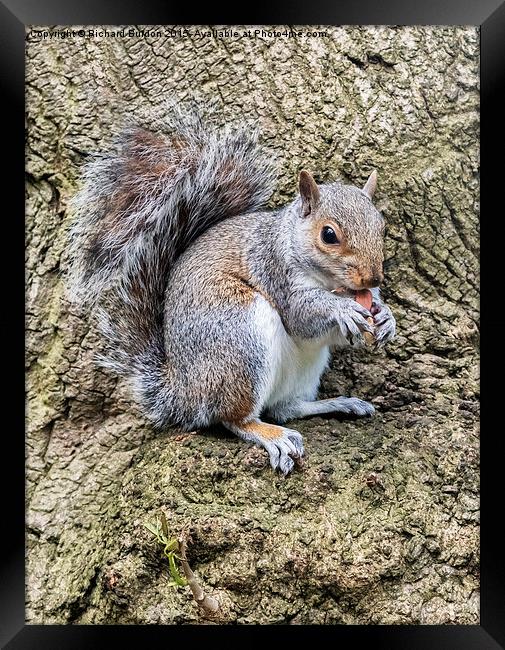  Grey Squirrel Feeding Framed Print by Richard Burdon