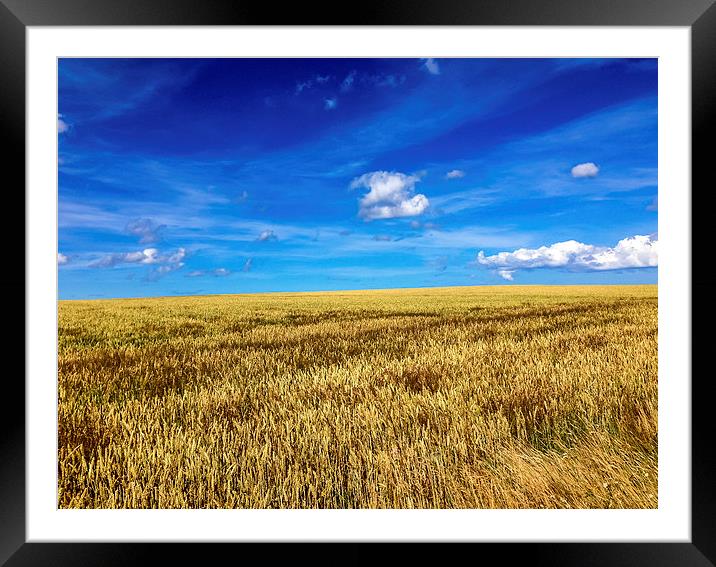 Fields of Golden Glory Framed Mounted Print by Naylor's Photography