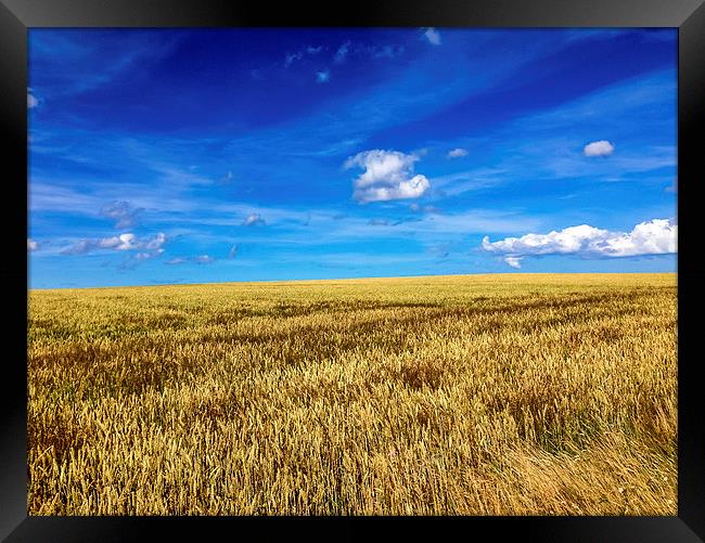 Fields of Golden Glory Framed Print by Naylor's Photography