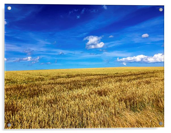 Fields of Golden Glory Acrylic by Naylor's Photography
