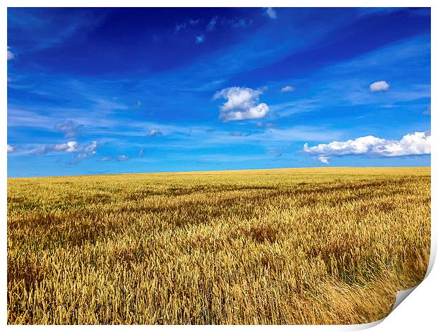Fields of Golden Glory Print by Naylor's Photography