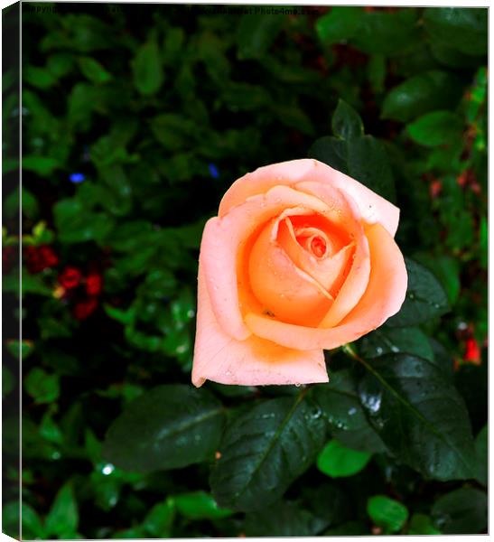 A beautiful rose in the garden, Canvas Print by Ali asghar Mazinanian