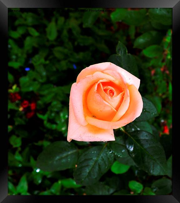 A beautiful rose in the garden, Framed Print by Ali asghar Mazinanian
