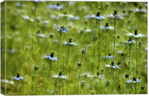  Love in a mist Canvas Print by Tim Bell