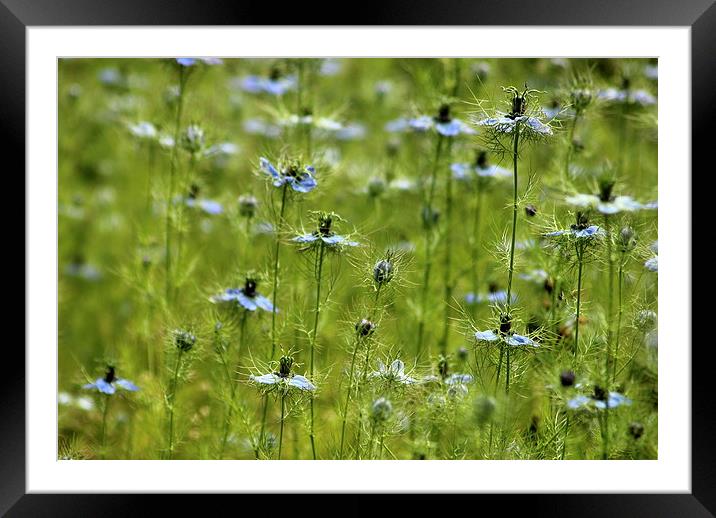  Love in a mist Framed Mounted Print by Tim Bell