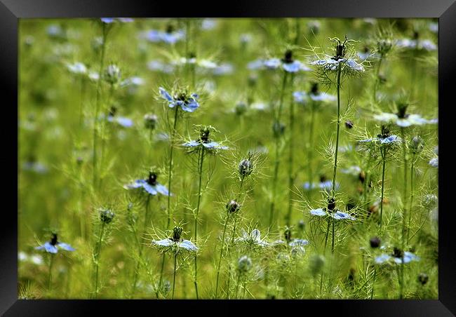  Love in a mist Framed Print by Tim Bell