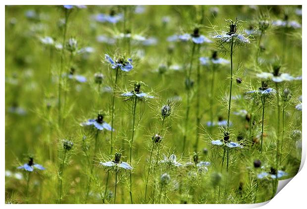  Love in a mist Print by Tim Bell