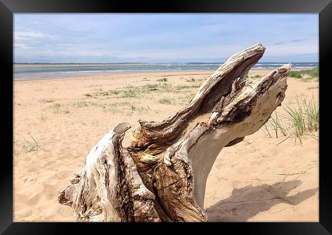  Driftwood Bay Framed Print by Naylor's Photography