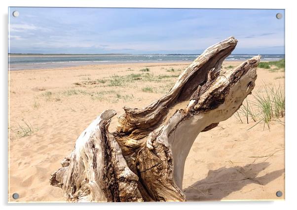  Driftwood Bay Acrylic by Naylor's Photography