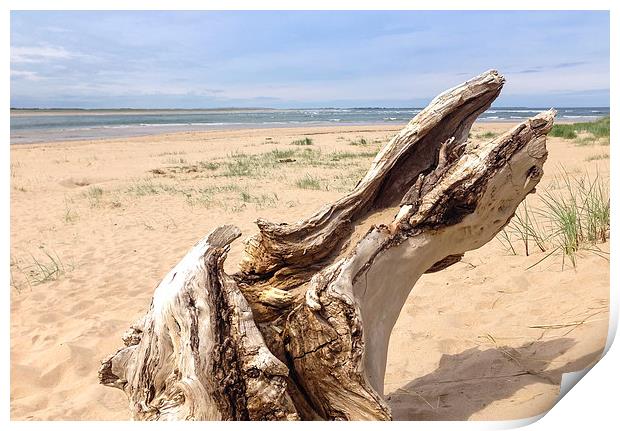  Driftwood Bay Print by Naylor's Photography