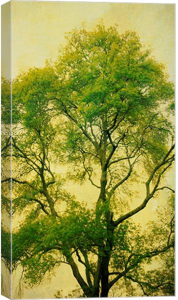 tall tree, green leaves Canvas Print by Heather Newton