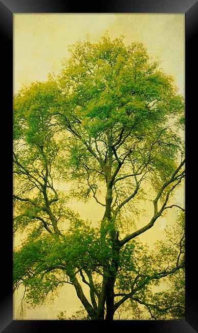 tall tree, green leaves Framed Print by Heather Newton