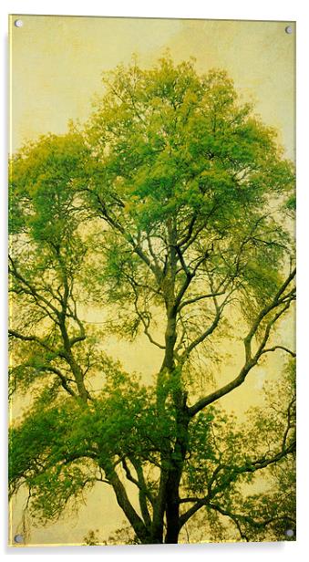 tall tree, green leaves Acrylic by Heather Newton