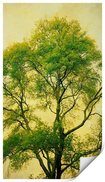 tall tree, green leaves Print by Heather Newton