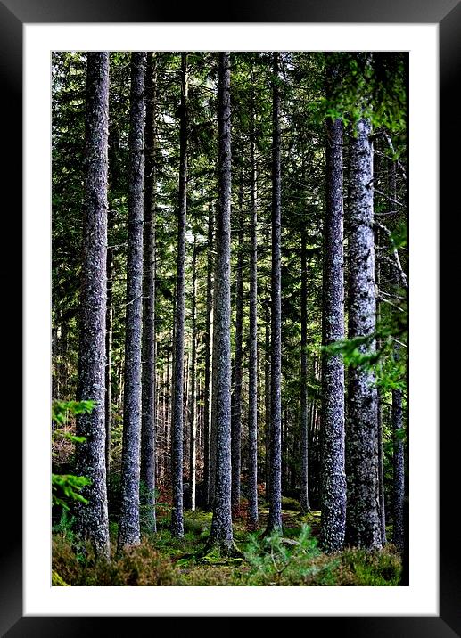 Trees in Perthshire, Scotland Framed Mounted Print by Ann McGrath