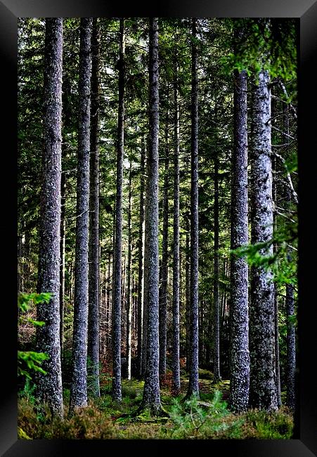  Trees in Perthshire, Scotland Framed Print by Ann McGrath
