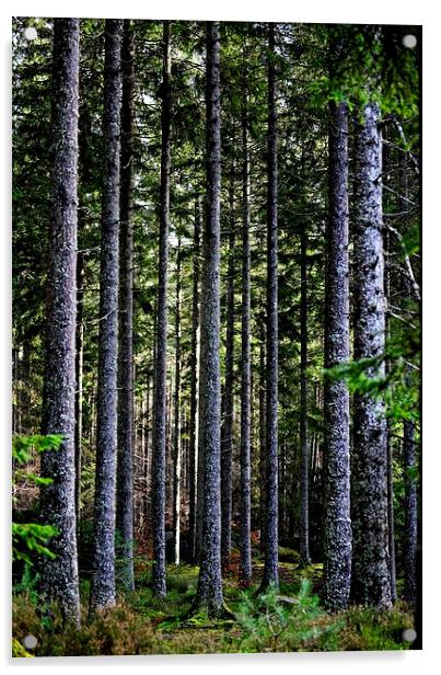  Trees in Perthshire, Scotland Acrylic by Ann McGrath