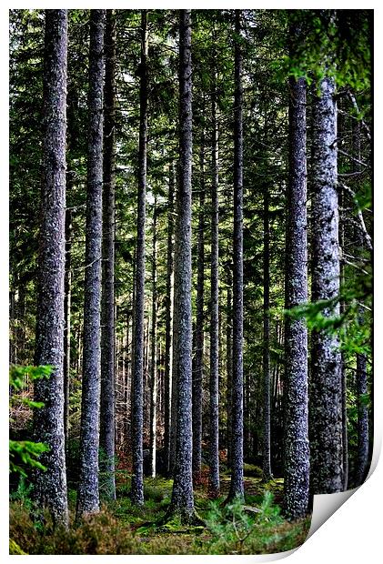  Trees in Perthshire, Scotland Print by Ann McGrath