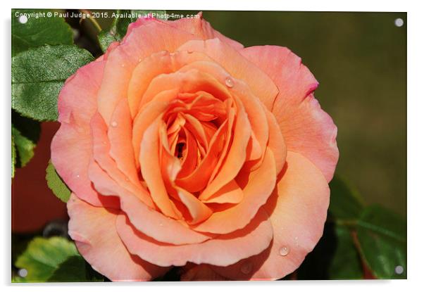  Orange Rose Acrylic by Paul Judge