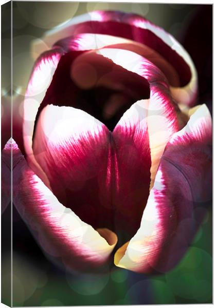 Dreamy Tulip Canvas Print by Steve Purnell