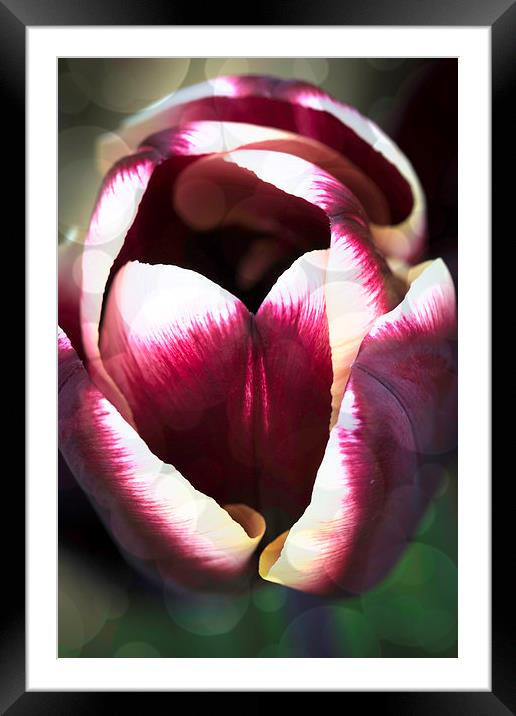 Dreamy Tulip Framed Mounted Print by Steve Purnell