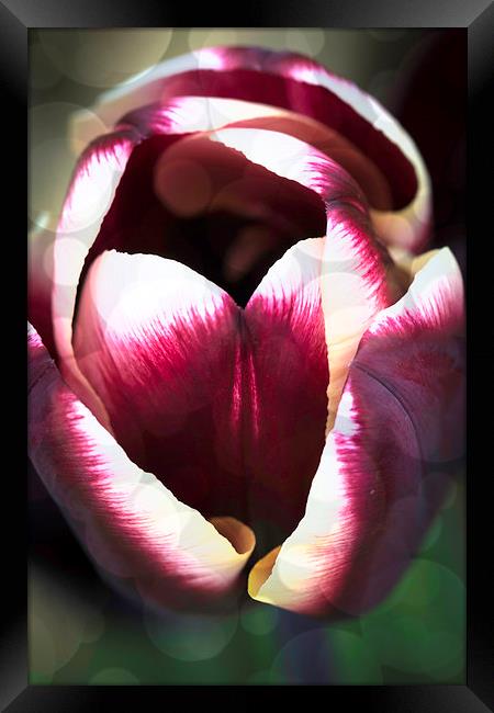 Dreamy Tulip Framed Print by Steve Purnell
