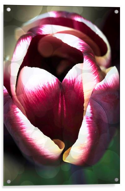 Dreamy Tulip Acrylic by Steve Purnell