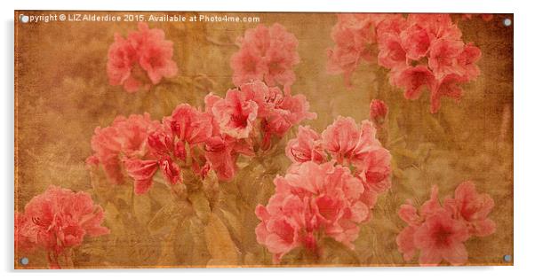  Vintage Floral Beauty Acrylic by LIZ Alderdice