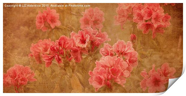  Vintage Floral Beauty Print by LIZ Alderdice