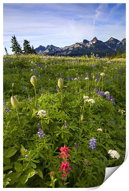 Tatoosh Morning Print by Mike Dawson