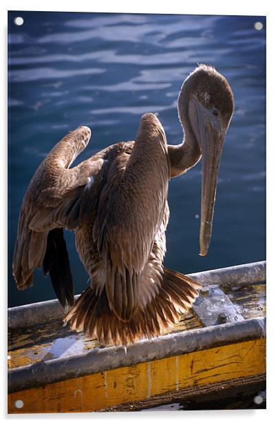 Pelican (color) Acrylic by Tyler  Crocker