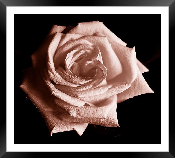 Tritone Rose Framed Mounted Print by james balzano, jr.