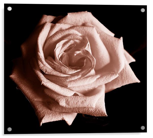 Tritone Rose Acrylic by james balzano, jr.