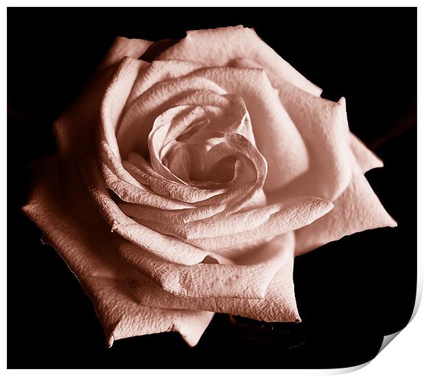 Tritone Rose Print by james balzano, jr.