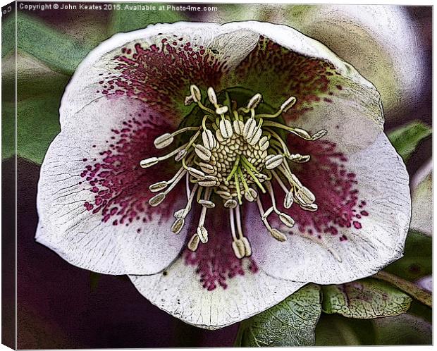  A purple and white Christmas Rose or Lenten rose  Canvas Print by John Keates