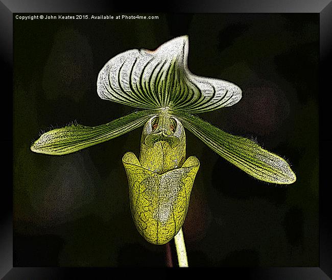 Paphiopedilum 'Copper Glow' Orchid flower Framed Print by John Keates