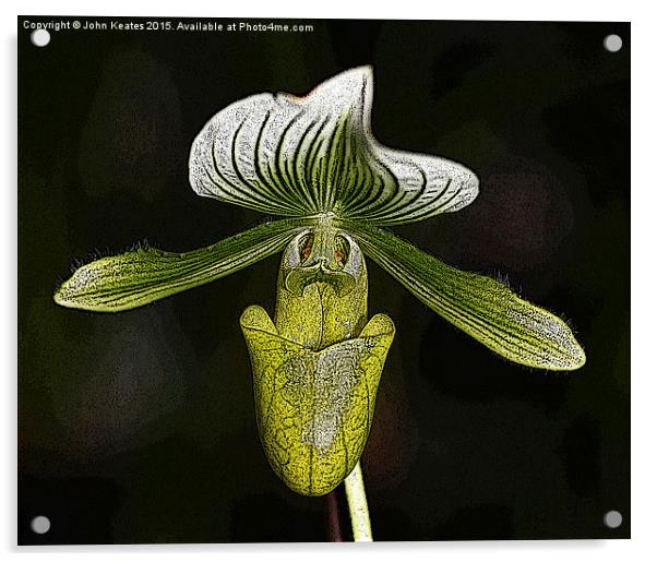 Paphiopedilum 'Copper Glow' Orchid flower Acrylic by John Keates