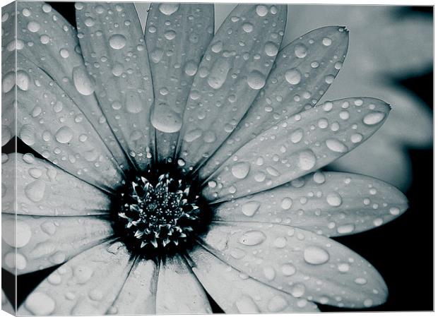 African Daisy After The Rain, Black and White Canvas Print by Simon Gladwin