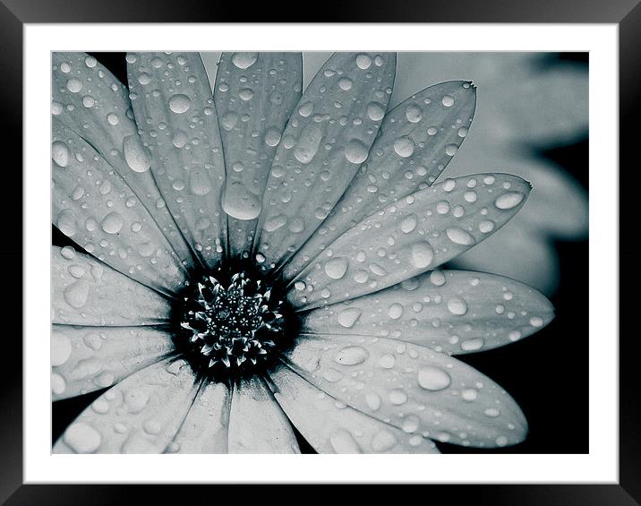 African Daisy After The Rain, Black and White Framed Mounted Print by Simon Gladwin