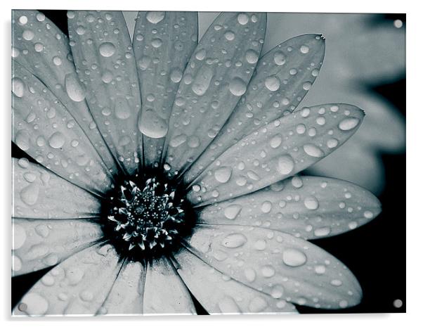 African Daisy After The Rain, Black and White Acrylic by Simon Gladwin