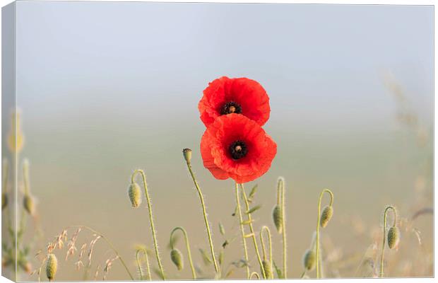 Red Poppies couple Canvas Print by Adrian Bud