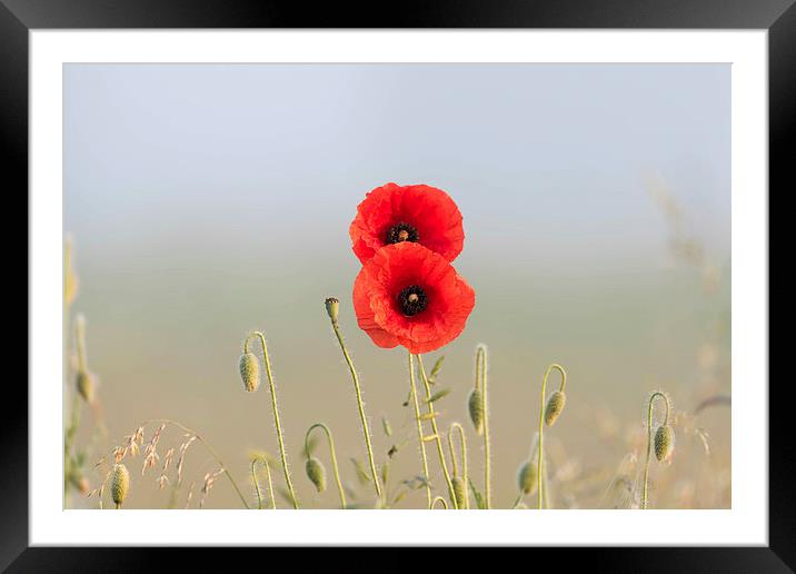 Red Poppies couple Framed Mounted Print by Adrian Bud