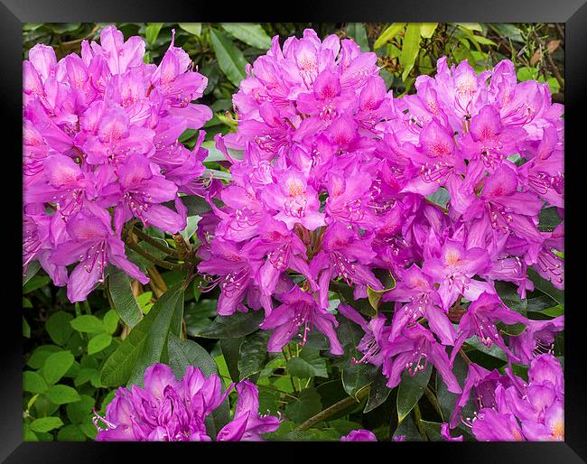 Rhododendron Framed Print by Victor Burnside