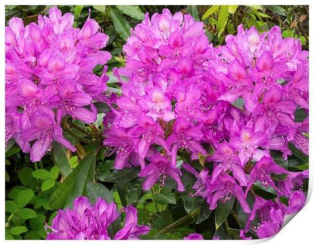 Rhododendron Print by Victor Burnside