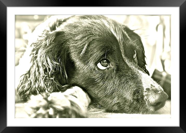Rue the Springer Spaniel Framed Mounted Print by Sue Bottomley