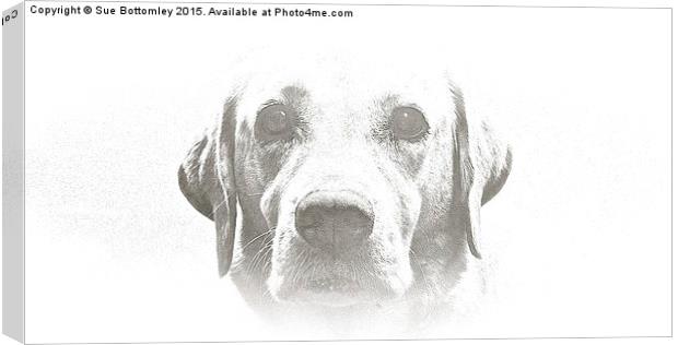  Four year old Golden Labrador Canvas Print by Sue Bottomley